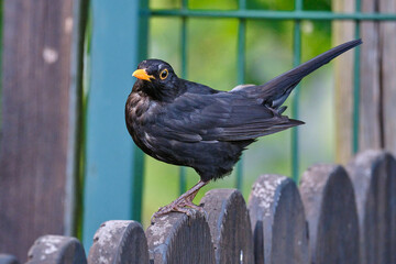 common or eurasian blackbird, Turdus merula, sitting on a wooden fence of a middle european backyard.