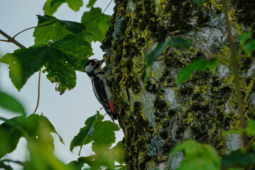 female great spotted woodpecker, Dendrocopos major, hanging on the side of maple tree and foraging for food.