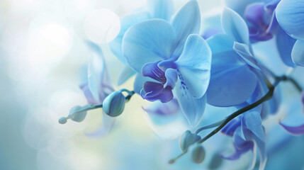 enchanting world of flora, a delicate colored orchid in full bloom