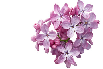 Fototapeta na wymiar Lilac Spring Flower on Transparent Background