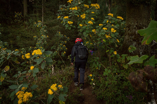 hike in the forest in the ajusco mountain in mexico city