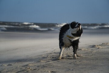 Running dog on beach