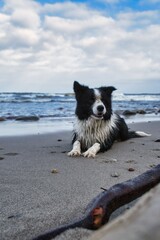 dog on the beach