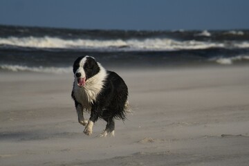 Running dog on beach