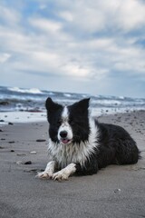 border collie dog