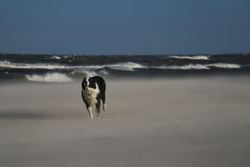 Running dog on beach