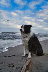 dog on the beach