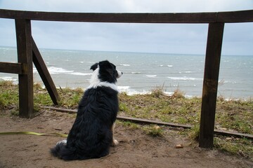 dog look up on baltic sea 