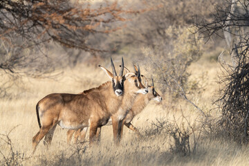 The sable antelope (Hippotragus niger)
