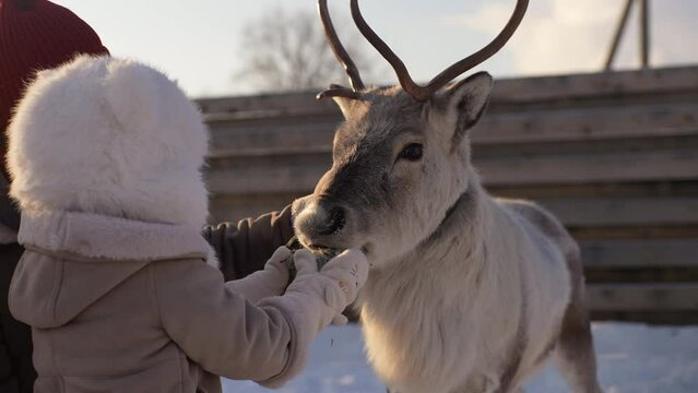 Happy family of father and little child daughter outdoors feeding cute young reindeer on snowy farm on sunny winter day. Concept of ecotourism at wintertime. Shooting in slow motion.
