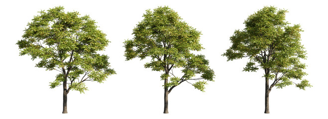 Set of deciduous trees on a transparent background, big tree with green foliage cutouts for digital composition, illustration, architecture visualization