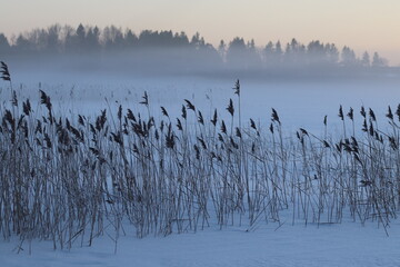 The lake in fog on a winter day with blue sky. Forest and grass in cold frozen water.