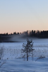 The lake in fog on a winter day with blue sky. Forest and grass in cold frozen water.