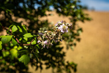 A bramble bush in the summer sunshine