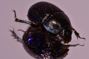 Macro photography of a Dung beetle