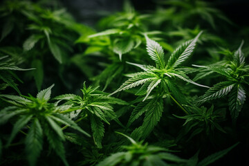medical cannabis plants 