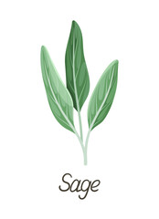 Herbal leaves concept. Botanical infographics and educational materials. Sage inscription. Graphic element for website. Cartoon flat vector illustration isolated on white background