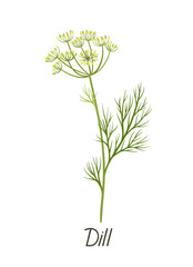 Herbal leaves concept. Botanical infographics and educational materials. Dill inscription. Poster or banner for website. Cartoon flat vector illustration isolated on white background