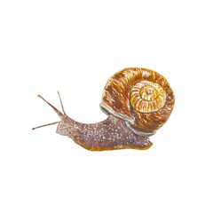 Snail watercolor. Illustration isolated on white background. Design element for greeting cards, invitations, covers, garden banners, labels, cosmetics
