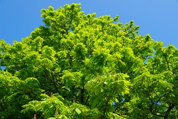 Fototapeta premium Des feuilles de marronnier vertes au soleil avec ciel bleu