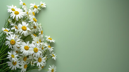 Garden chamomile flowers on green background. Top view with copy space