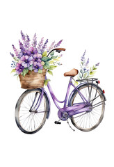 Fototapeta na wymiar Purple bicycle with siren purple flowers in a basket, watercolor illustration, isolated png