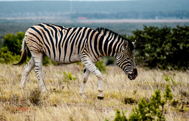 zebra in addo elephant national park, south africa