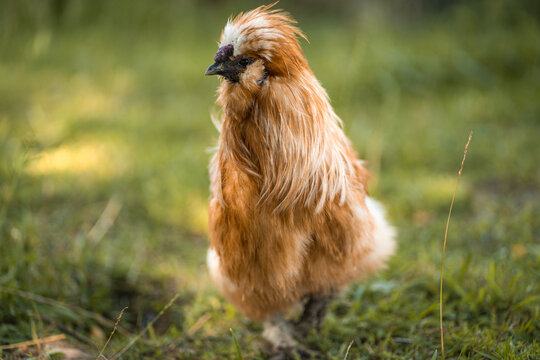 Young fluffy chicken, silky hen walking on green grass of poultry livestock farm