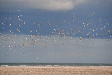 A flock of seagulls in Ravent Point, Curracloe, County Wexford, Ireland