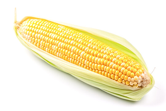 A striking image of a corn head, isolated on a clean white background