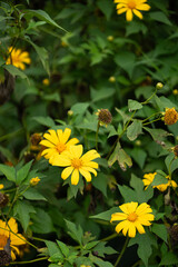 yellow flowers in the garden