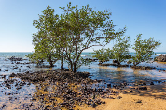 Crooked trees that were born in a rocky, low-tide location on Manguinhos beach, Serra, Esp&iacute;rito Santo
