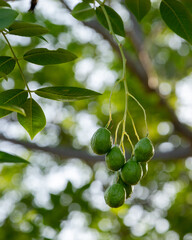 cacho de umbu (ou imbu ou umbuzeiro) pendurado no p&eacute; de umbuzeiro