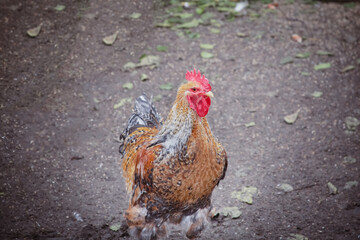 Colorful rooster in the poultry yard on a blurred background, chicken breeding in agriculture, one rooster with bright coloring