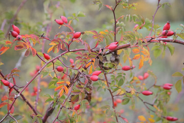 Red fruits of rosehip on a branch in autumn