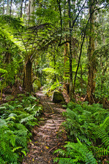 Fototapeta premium A corduroy road in a swampy rainforest with huge ferns and tree ferns. Toorongo Falls Reserve, Gippsland, Yarra Ranges, Victoria, Australia 