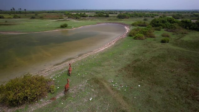 Wild horses on the lake from drone in the Delft island of Sri Lanka