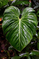 Large leaf of Adam's Rib. Beautiful leaf in detail amidst nature.