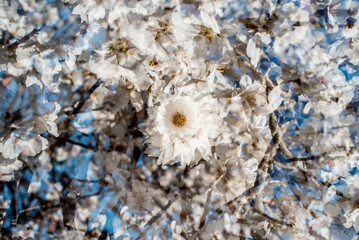 Almond trees in bloom at the end of winter - 728792619