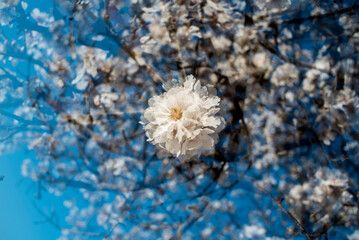 Almond trees in bloom at the end of winter - 728792654