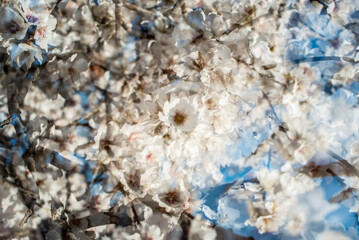 Almond trees in bloom at the end of winter