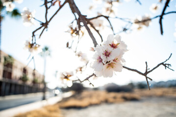 Almond trees in bloom at the end of winter - 728792667