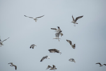 many seagulls flying together in the port - 728792682