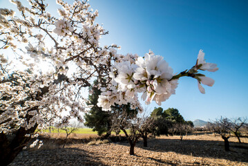 Almond trees in bloom at the end of winter - 728792809