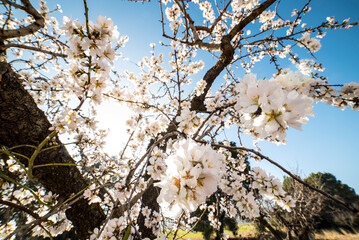 Almond trees in bloom at the end of winter - 728792810