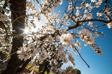 Almond trees in bloom at the end of winter - 728792822