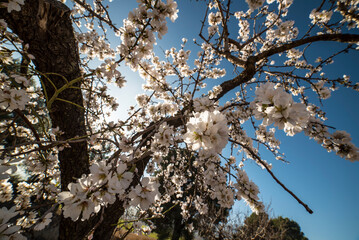 Almond trees in bloom at the end of winter - 728792827