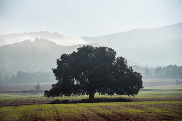 Huge oak in the middle of a cereal field - 728792864