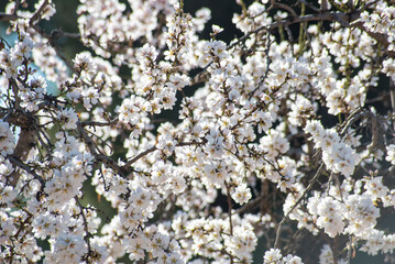 Almond trees in bloom at the end of winter - 728793016