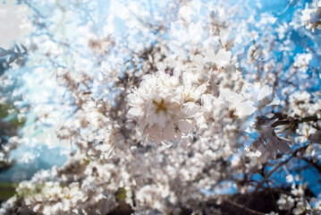 Almond trees in bloom at the end of winter - 728793024
